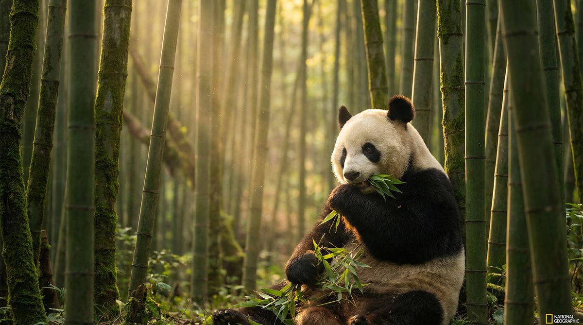 无码动物写真视频社区